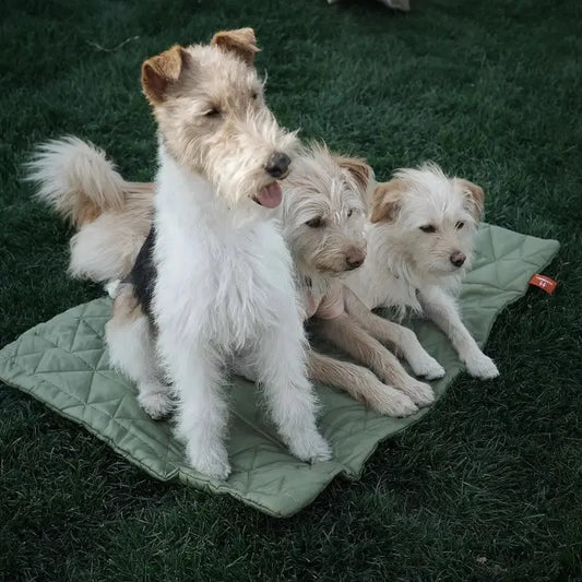 Taffeta Pet Bed - CAFSPETHR - PET26A - GN